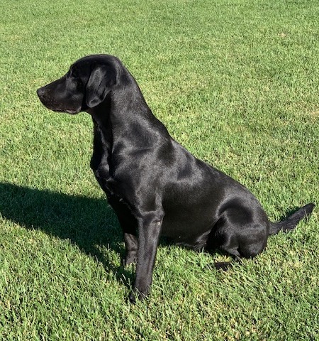 Luz De La Luna | Black Labrador Retriver