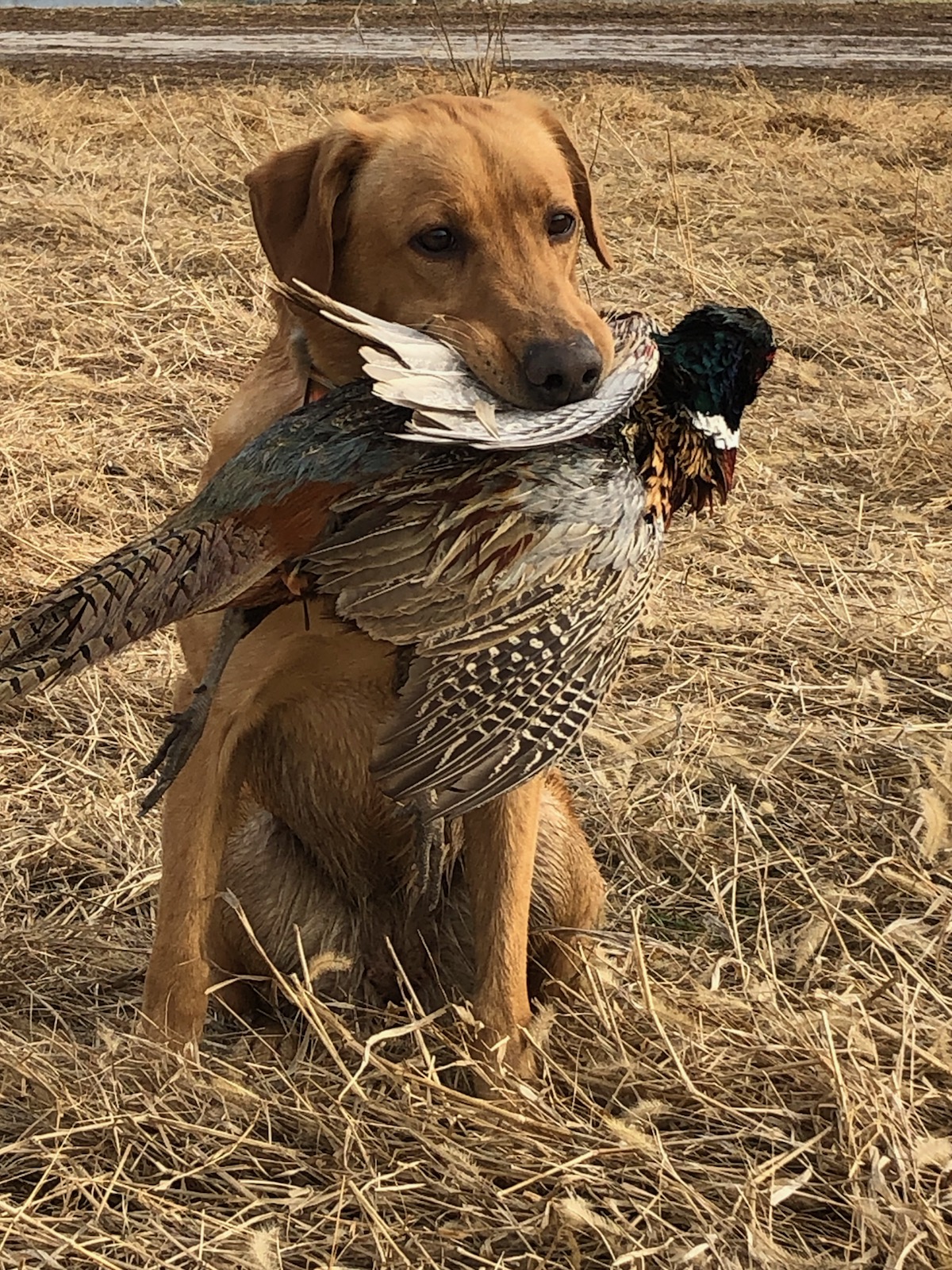 Renegade Half Cocked - Fully Loaded | UNKN Labrador Retriver