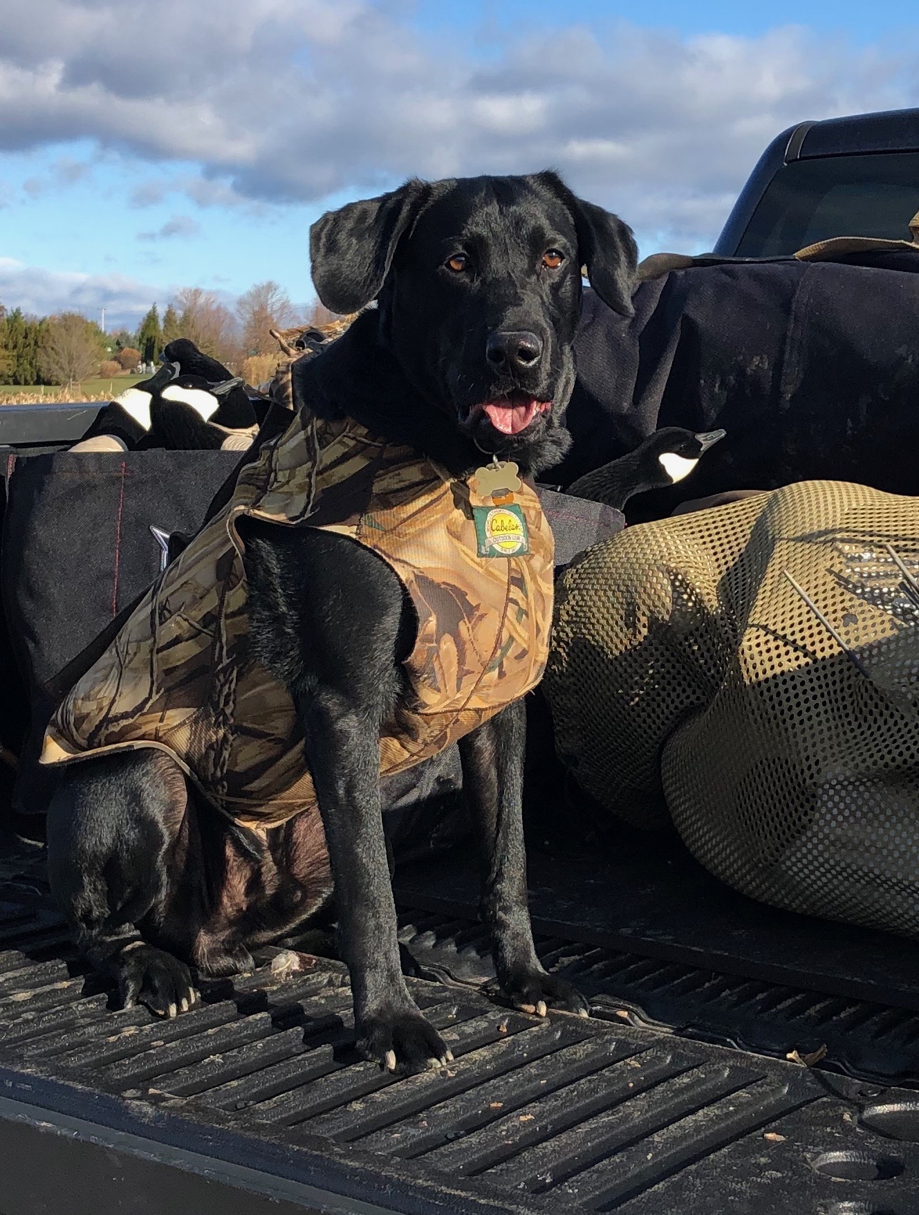 Triple B's Major Barron Von Bulley | UNKN Labrador Retriver