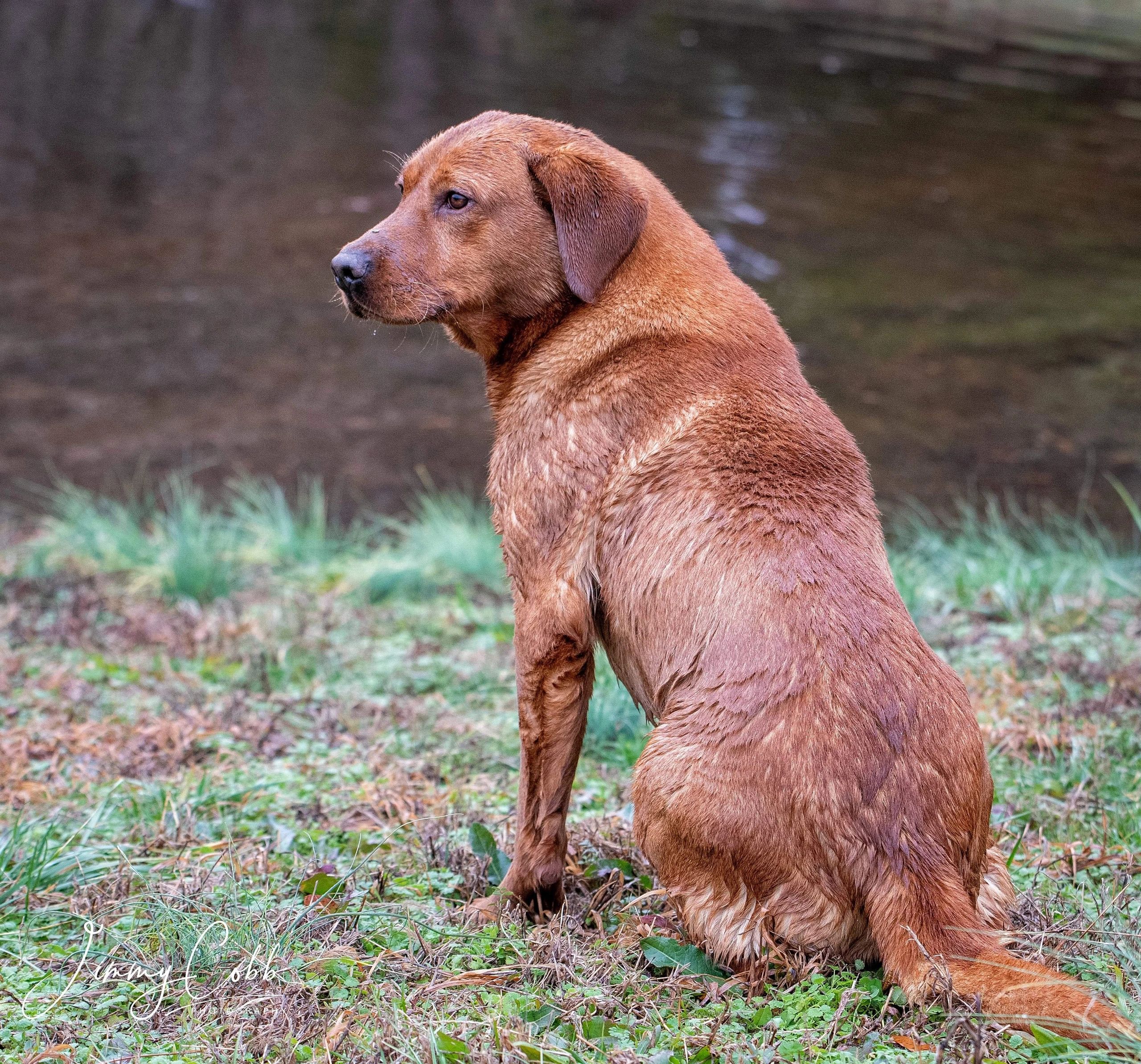 FTW Timber Talent | Yellow Labrador Retriver