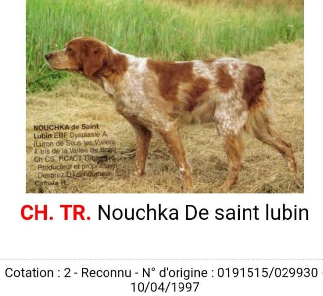 NOUCHKA de Saint Lubin | Brittany 