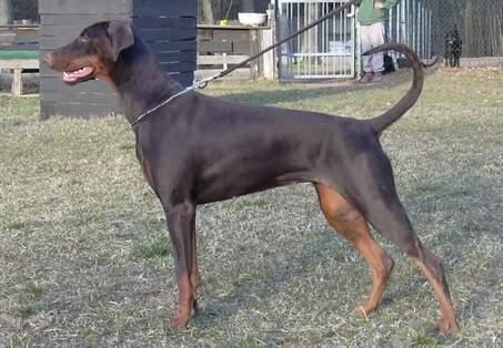 Zytha v. Mahuba | Brown Doberman Pinscher