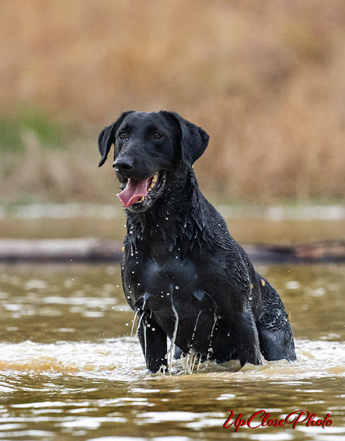 HRCH Backwaters Traveln Medicin Man MH | Black Labrador Retriver