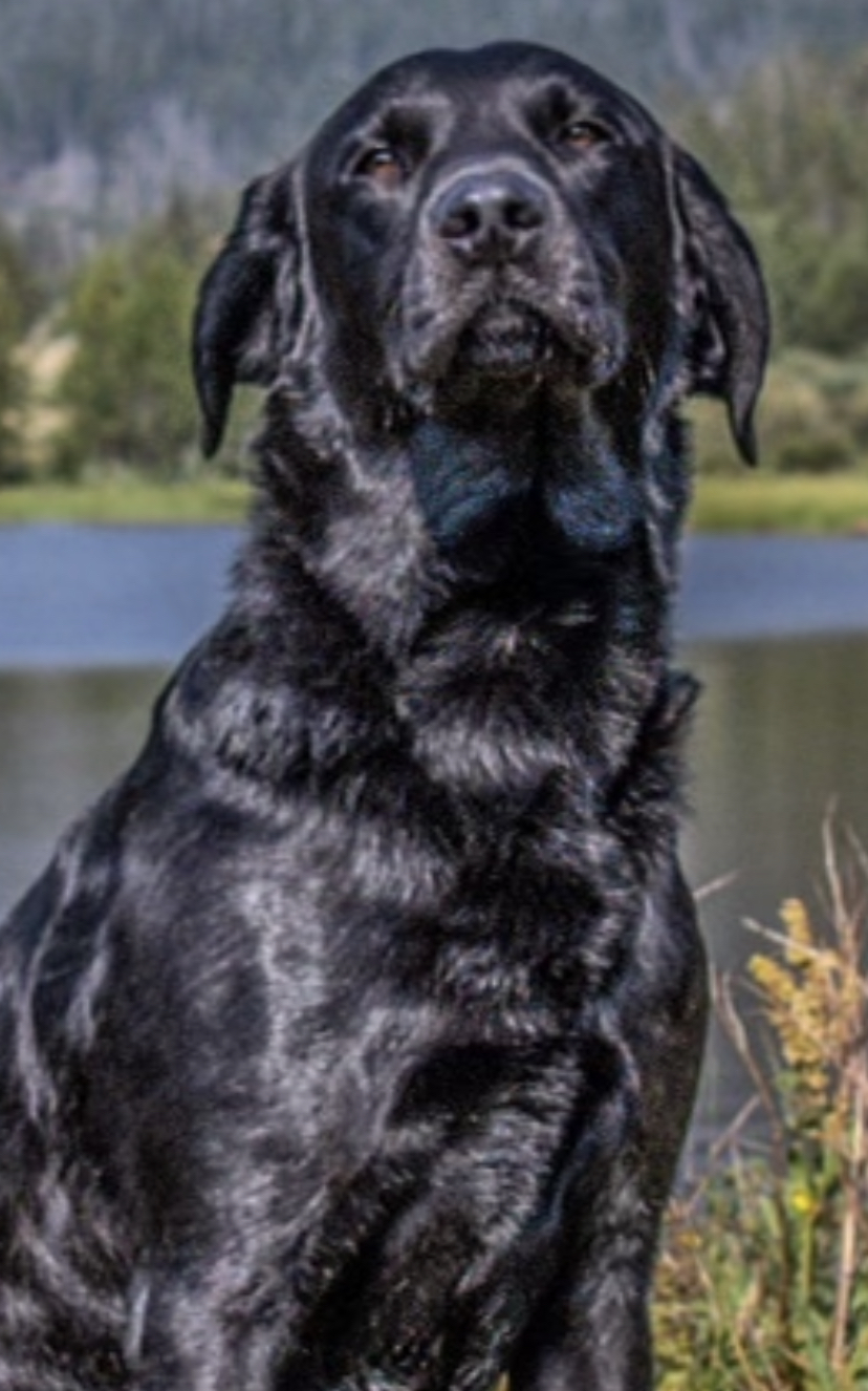 HR Gray Light Gambler Of Prairie Skies | Black Labrador Retriver