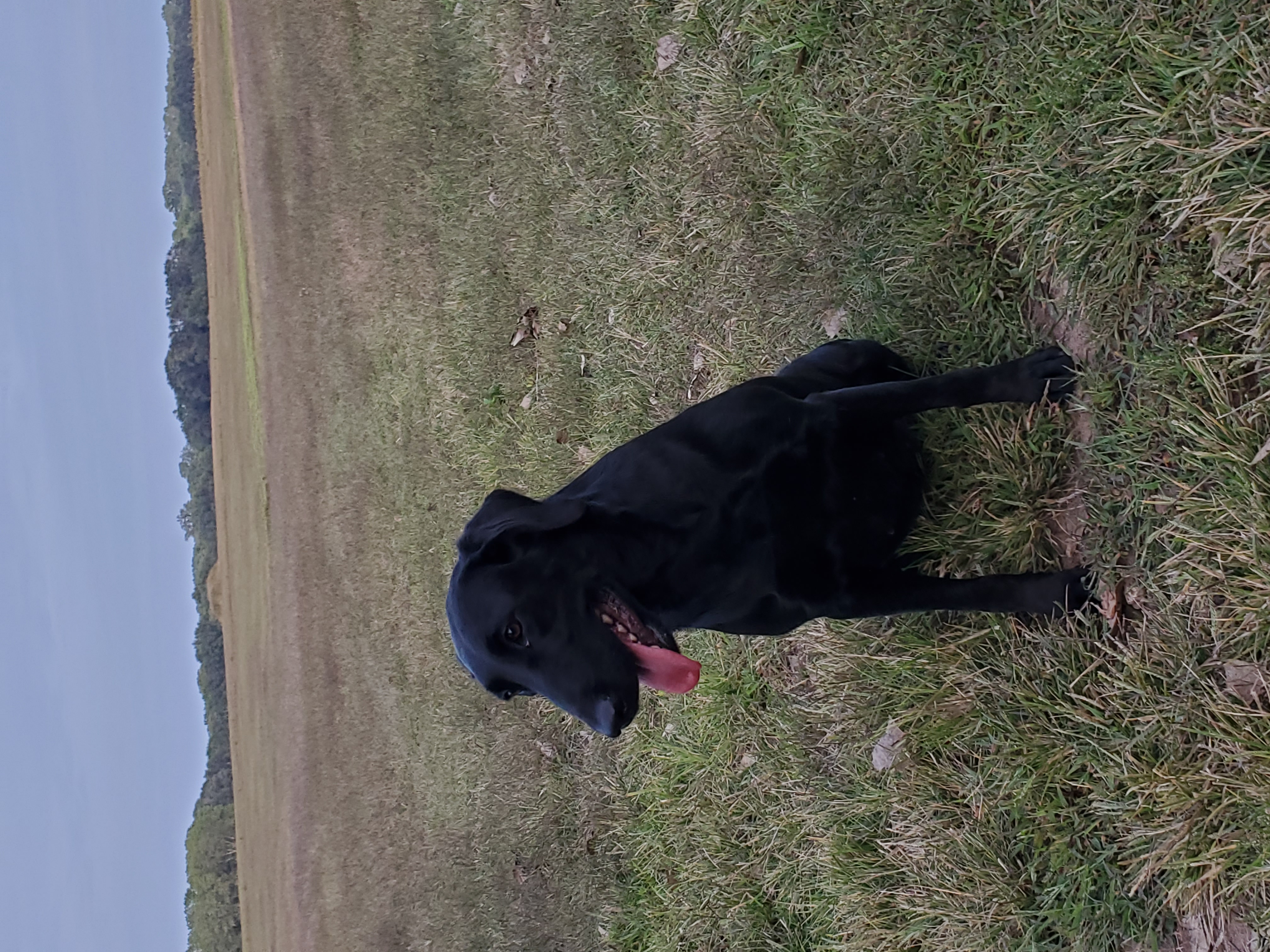 Fatcity's Cup Of Excellence | Black Labrador Retriver