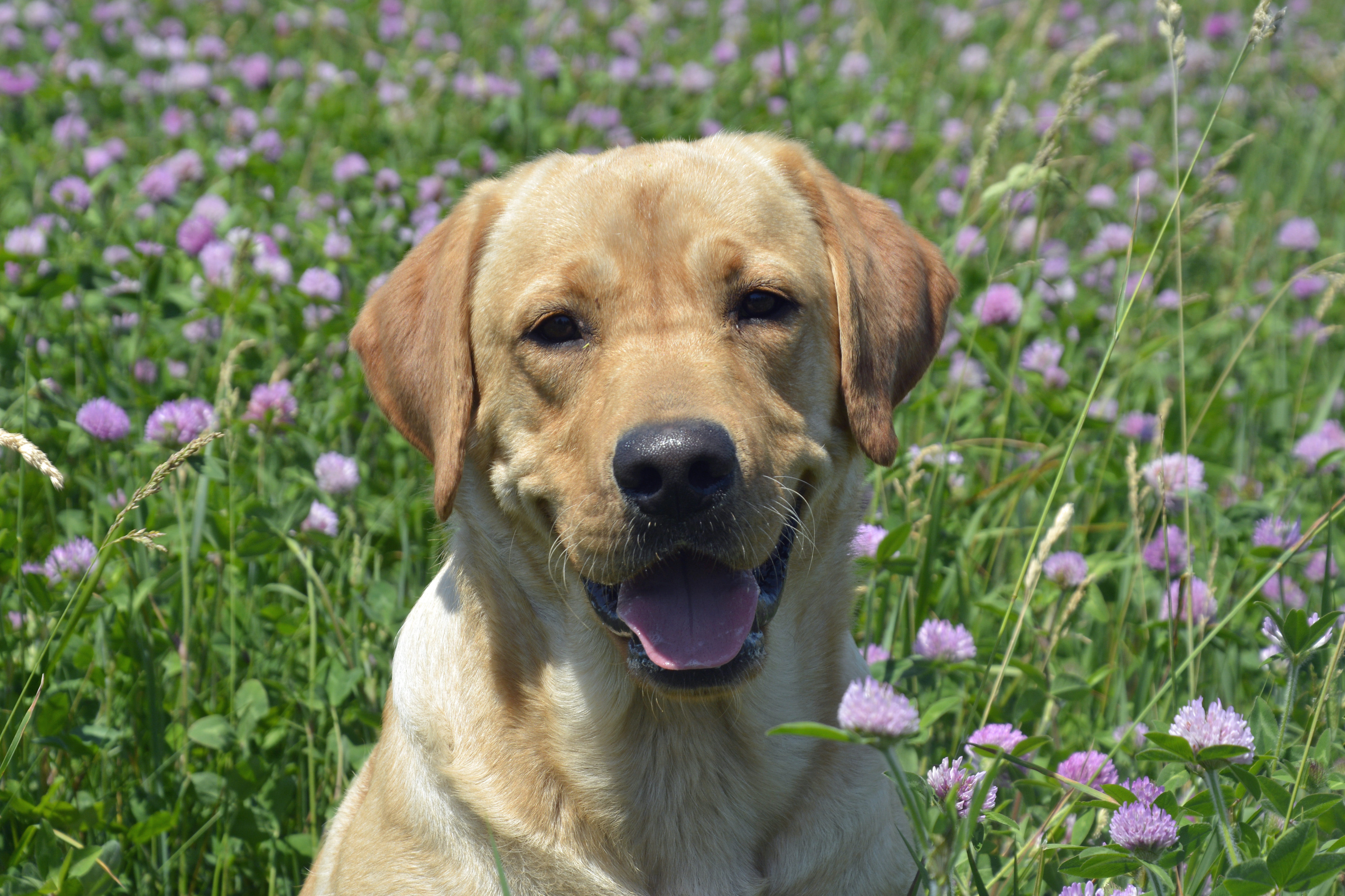 UKC CH Drakehaven's Crackin' Cold Ones TKN WCX | Yellow Labrador Retriver