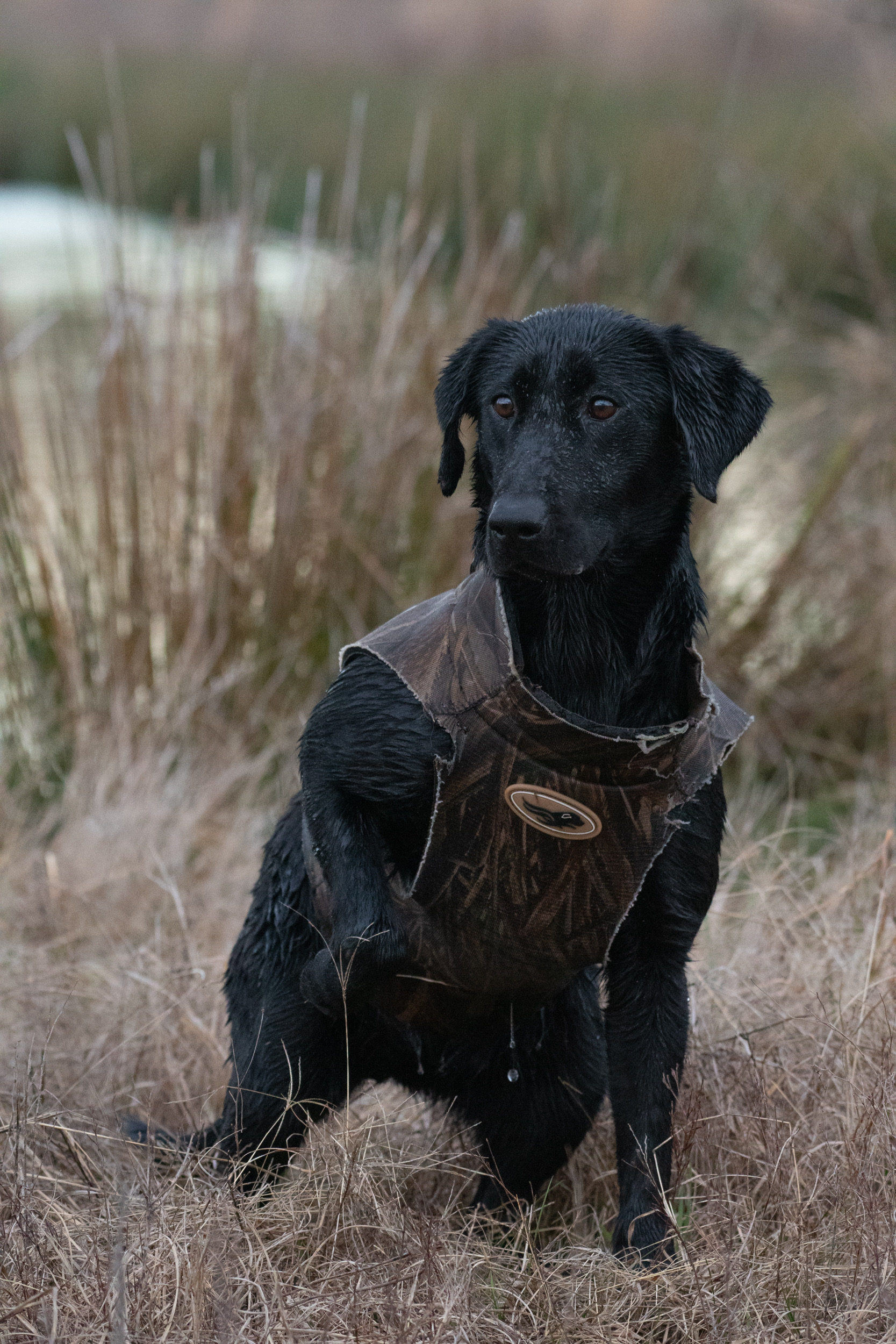 Gadwall’s Last Stop | Black Labrador Retriver