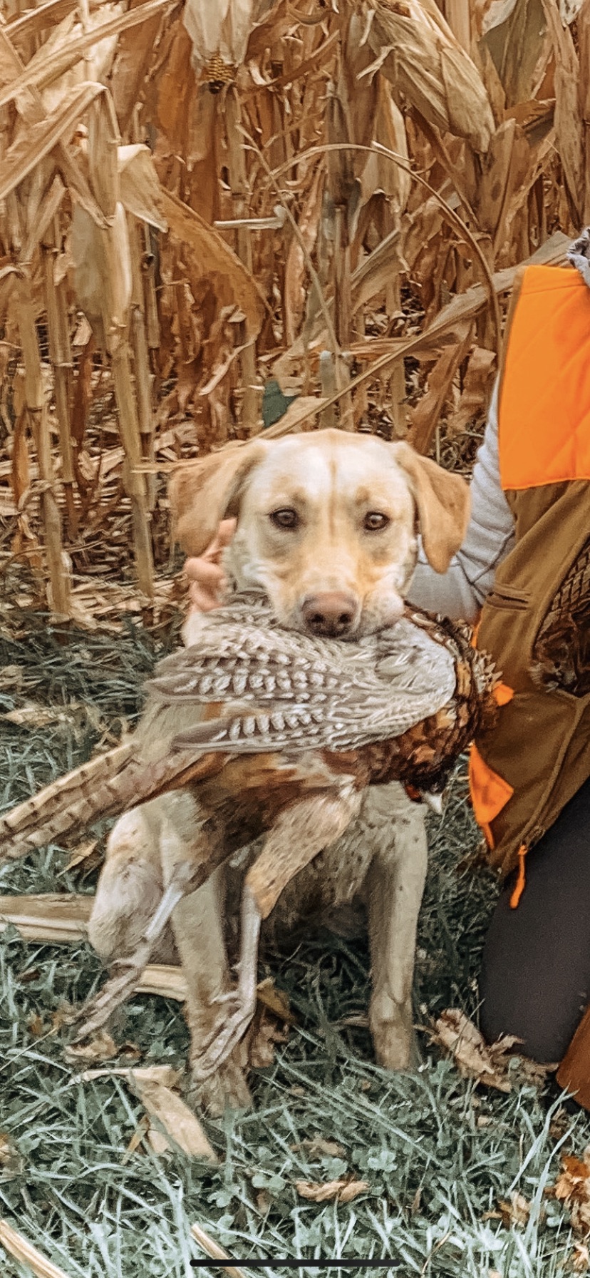 Norse's White Winter Sage DS CGC TKA | Yellow Labrador Retriver