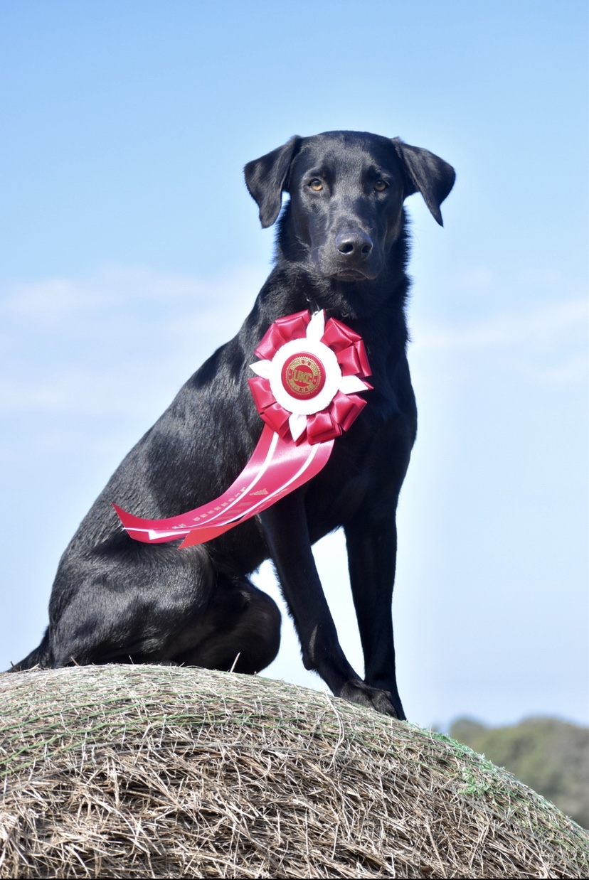 HRCH Swamp Woody Herzog | Black Labrador Retriver