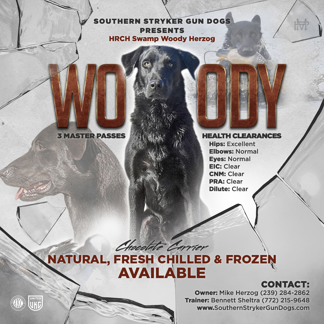 HRCH Swamp Woody Herzog | Black Labrador Retriver