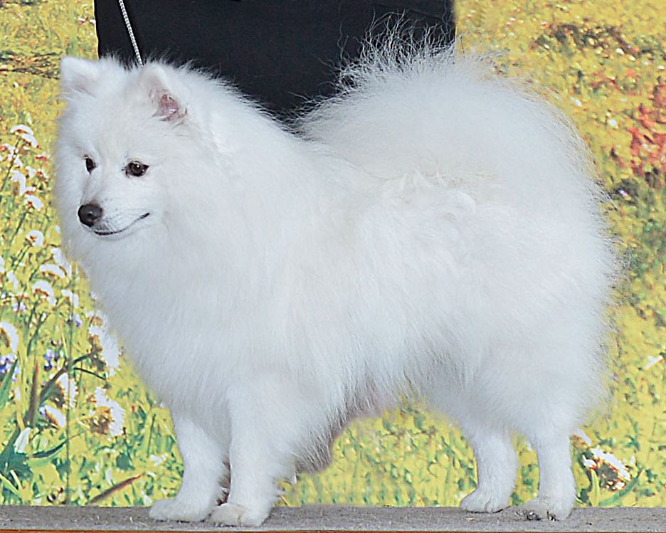 Wynneiras Double Shot | American Eskimo Dog 