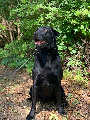 Beaver Creek's Black-N-Blue | Black Labrador Retriver