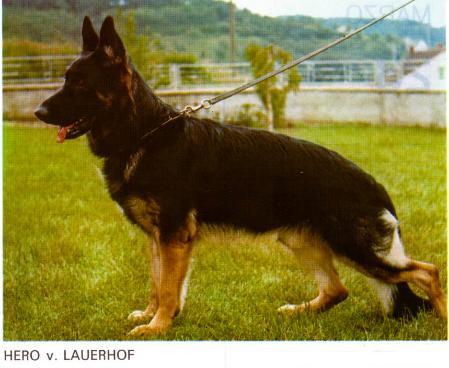 Hero vom Lauerhof | German Shepherd Dog 