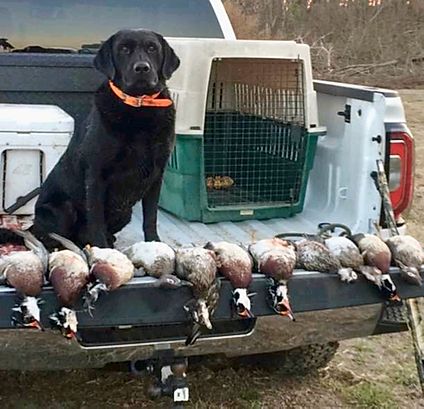 Blue Gum Willie T | Black Labrador Retriver