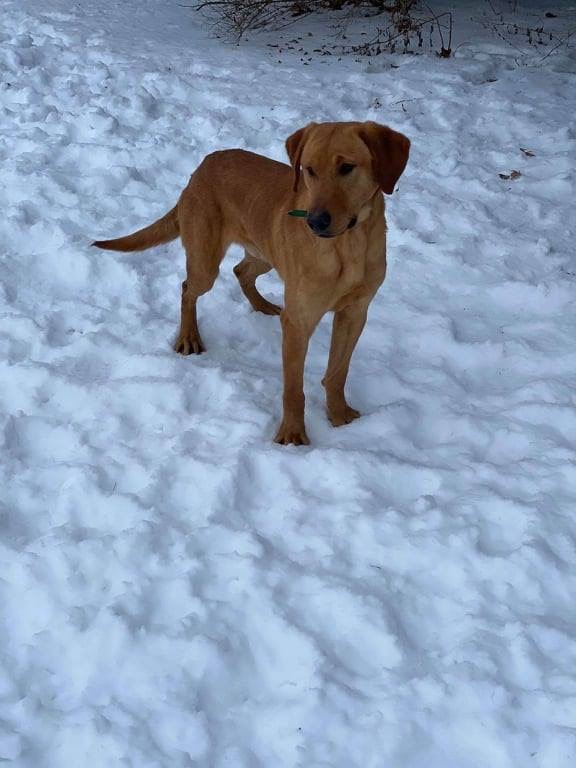 Rugers Point Blank Shot | Yellow Labrador Retriver