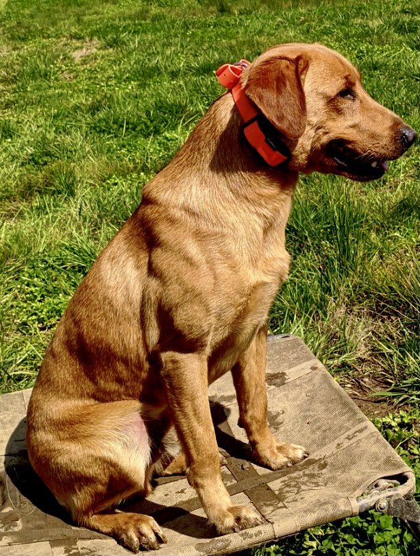 HRCH Hudson River Under A Magic Spell MH | Yellow Labrador Retriver