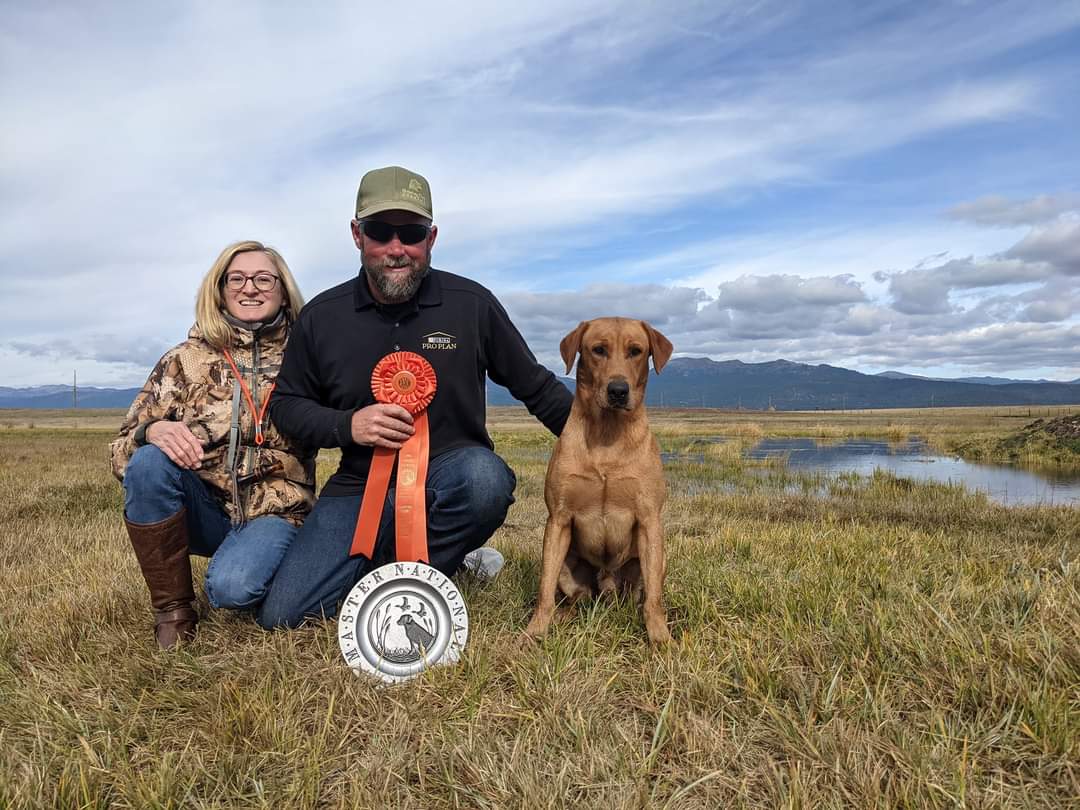 HRCH Hudson River Under A Magic Spell MH | Yellow Labrador Retriver