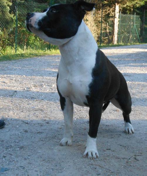 HAITI DU ROYAUME D'ELROY | American Staffordshire Terrier 