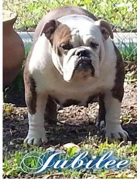 Dynasty Bulldogs Jubilee | Olde English Bulldogge 