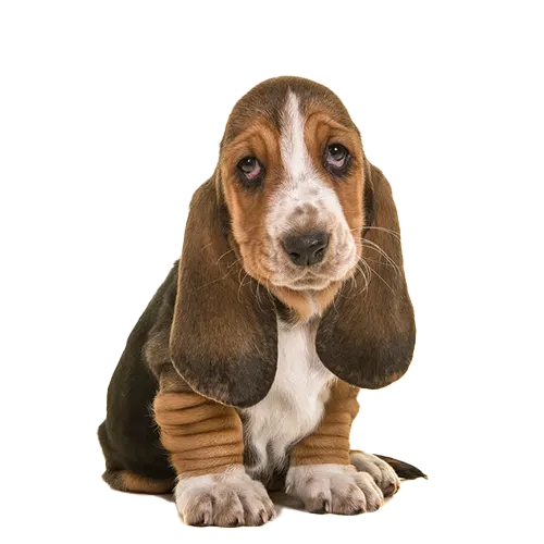 Basset-Hound