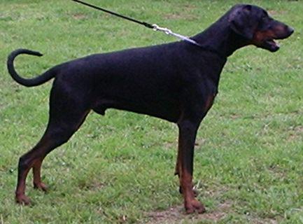 Ayko v. Mahuba | Black Doberman Pinscher