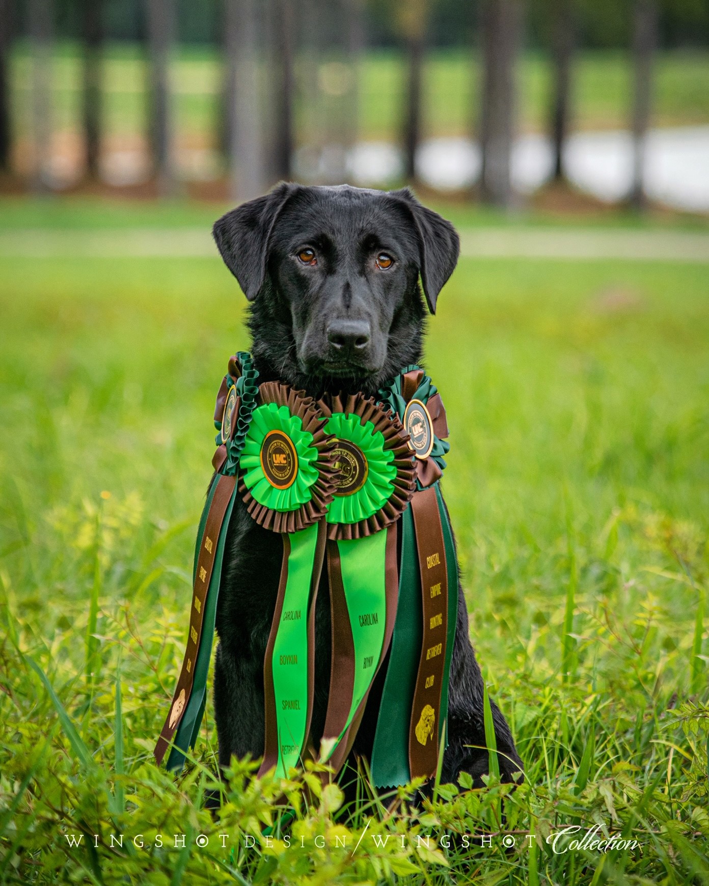 HRCH Hudson River’s It’s My Turn MH | Black Labrador Retriver