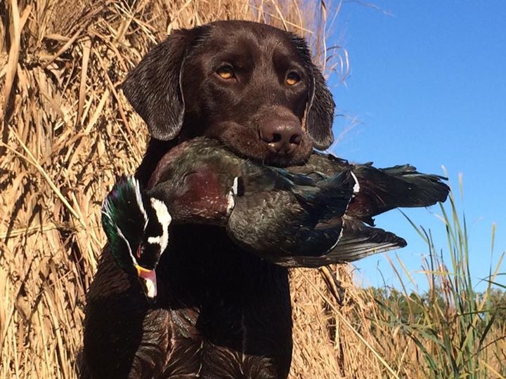 Newt Ii Westside | Chocolate Labrador Retriver