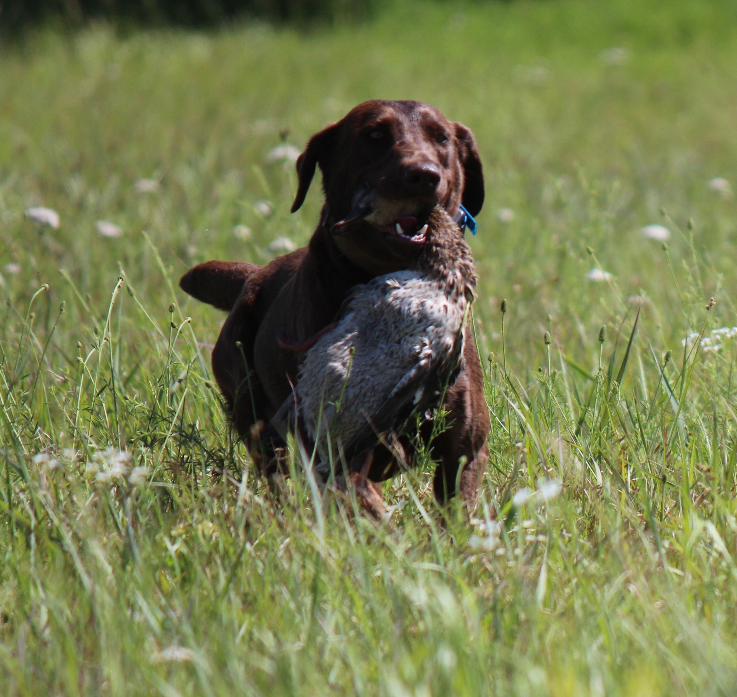 CPR Sunrise Farm's Little Pistol JH | Chocolate Labrador Retriver