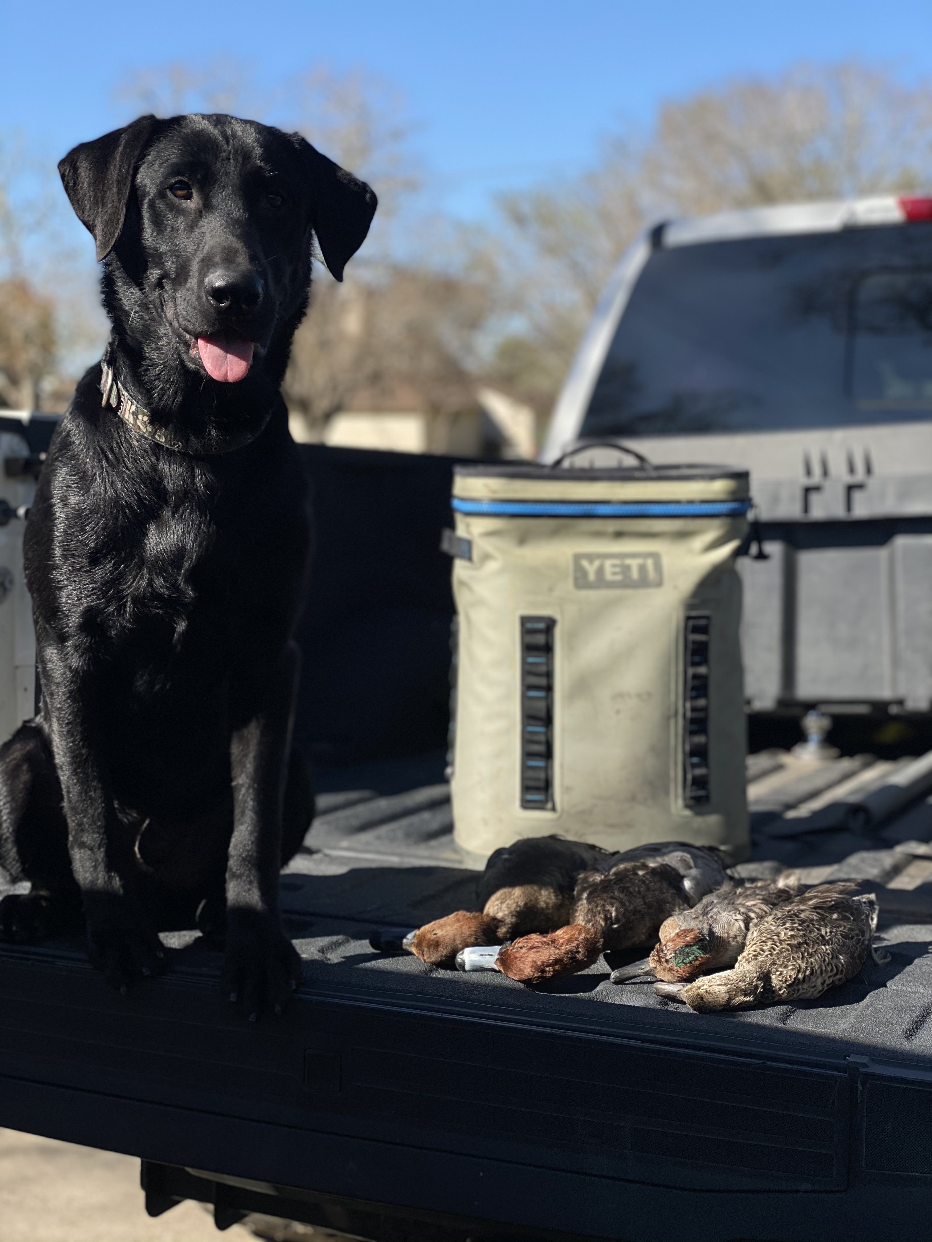 Dawgonit’s Boujee Beau JH | Black Labrador Retriver