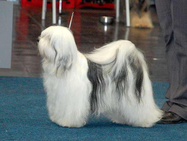 BHOOMI LAMLEH SCHAMBALA | Tibetan Terrier 