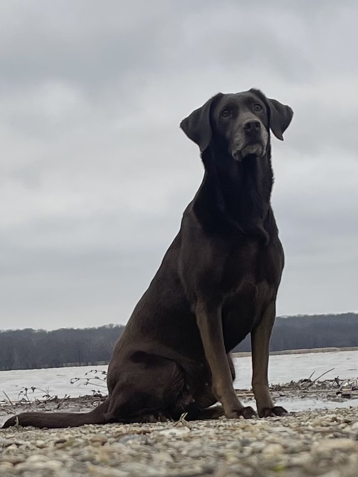 HRCH Clore’s Heartbreaker Bramble | Chocolate Labrador Retriver