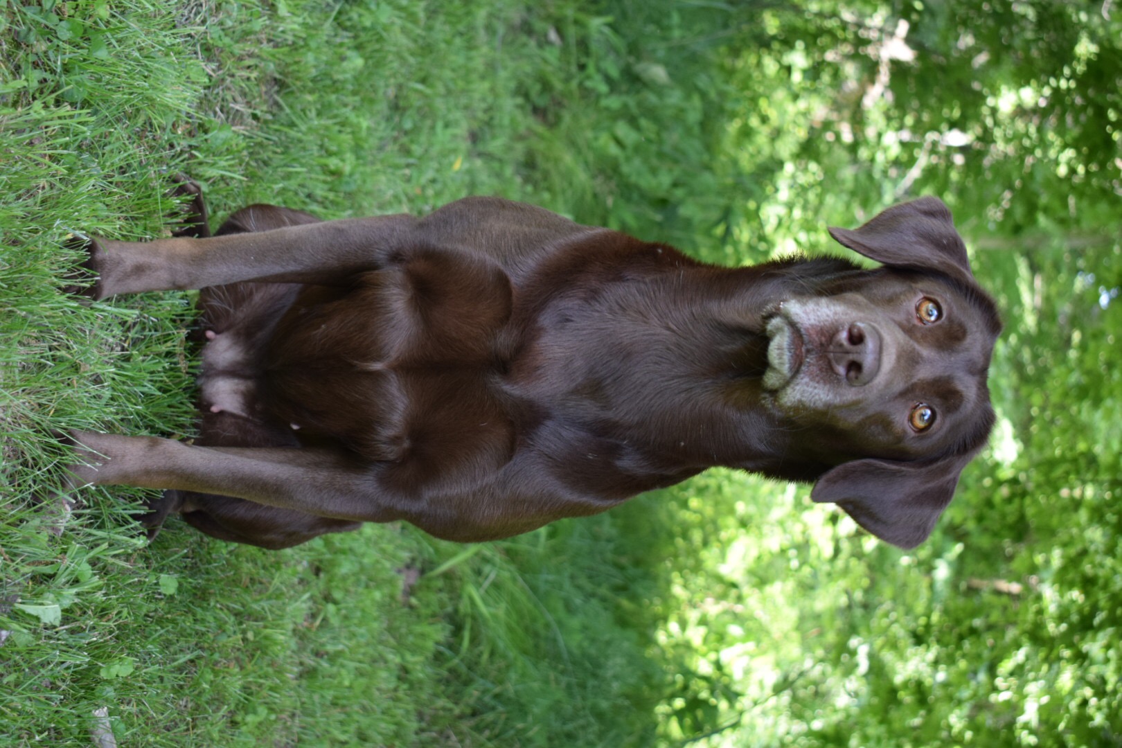 HRCH Clore’s Heartbreaker Bramble | Chocolate Labrador Retriver