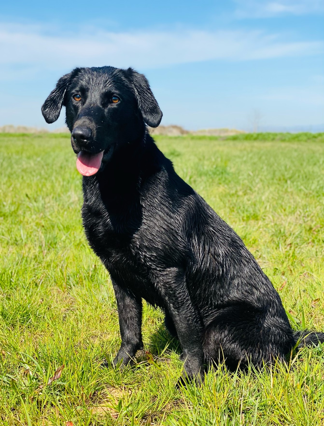 Hightest Little Dreamer | Black Labrador Retriver