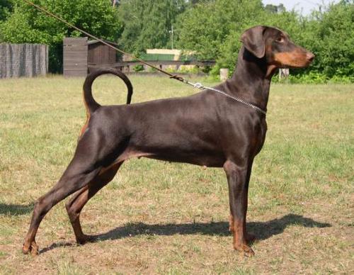 Ciny v.d. Rosenhöhe | Brown Doberman Pinscher