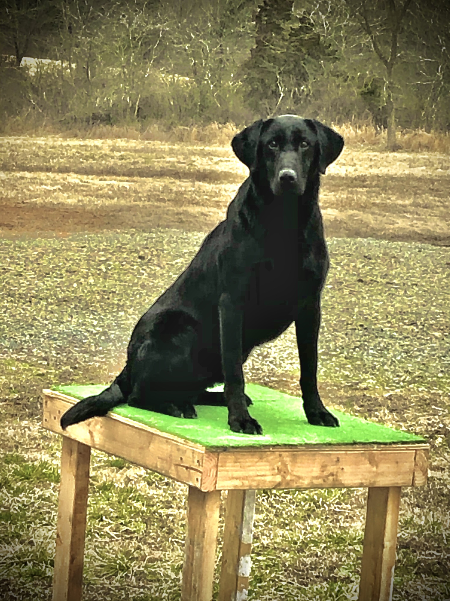 Smiths magnum coal sl Jh | Black Labrador Retriver