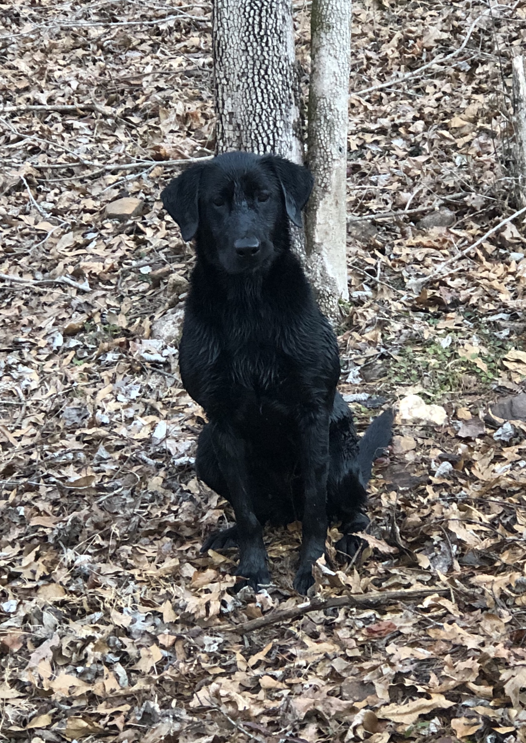 Wicked Willow Lady Of The Night JH | Black Labrador Retriver