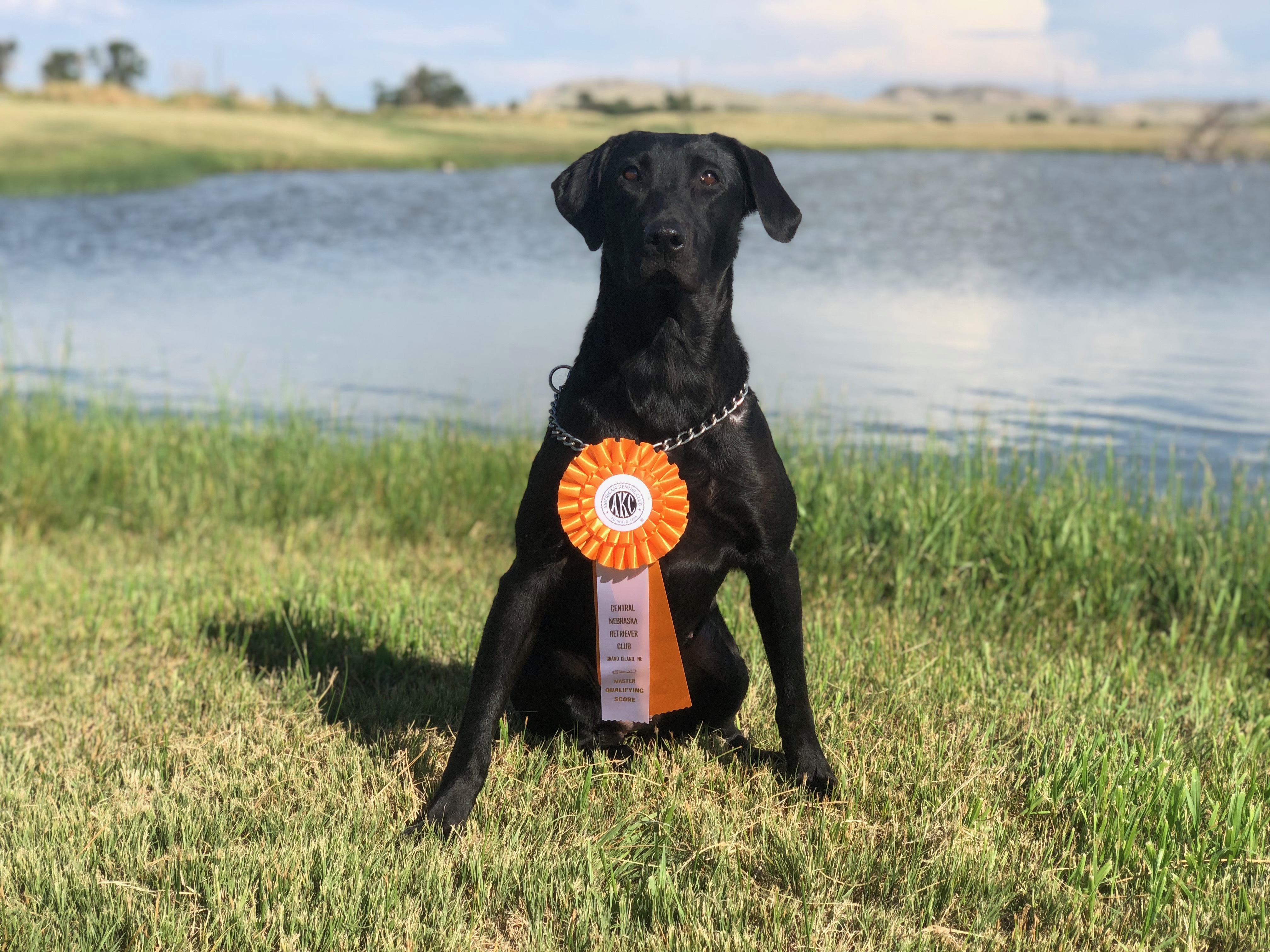 HRCH Remi The Wild Child Of Cypress Creek MH | Black Labrador Retriver