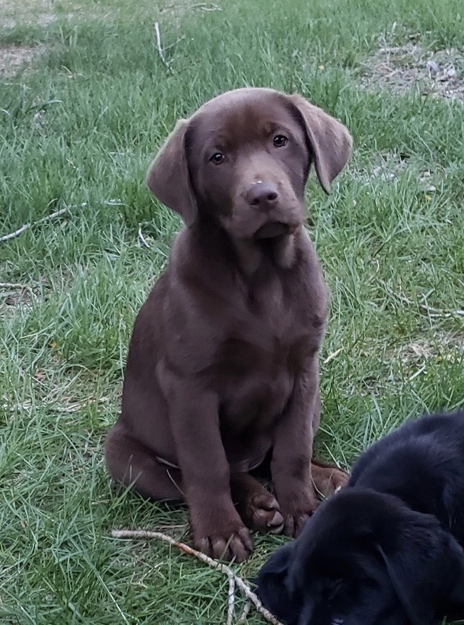 Roxy Self | Chocolate Labrador Retriver