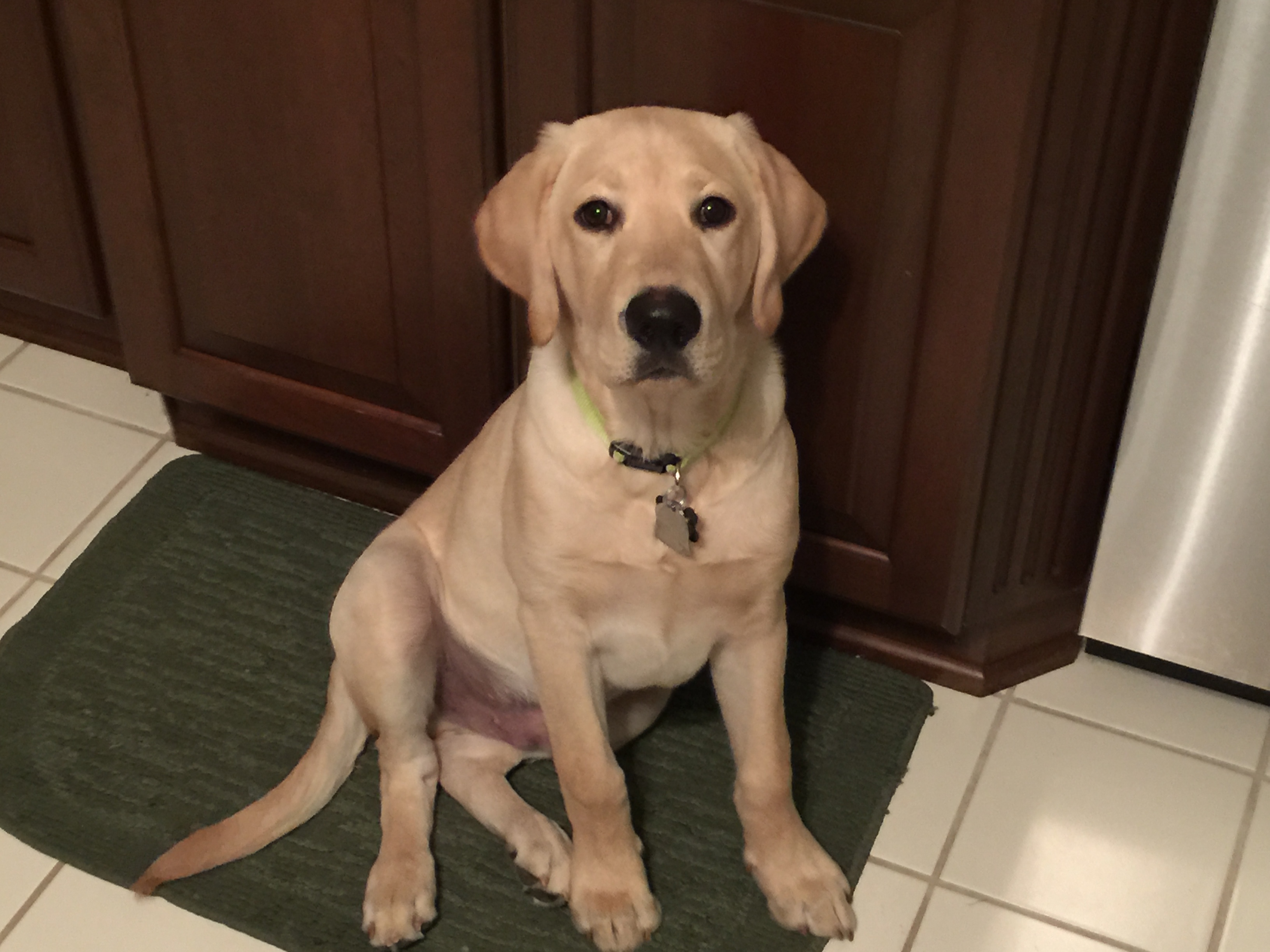 Ralston's Darby Ranger | Yellow Labrador Retriver