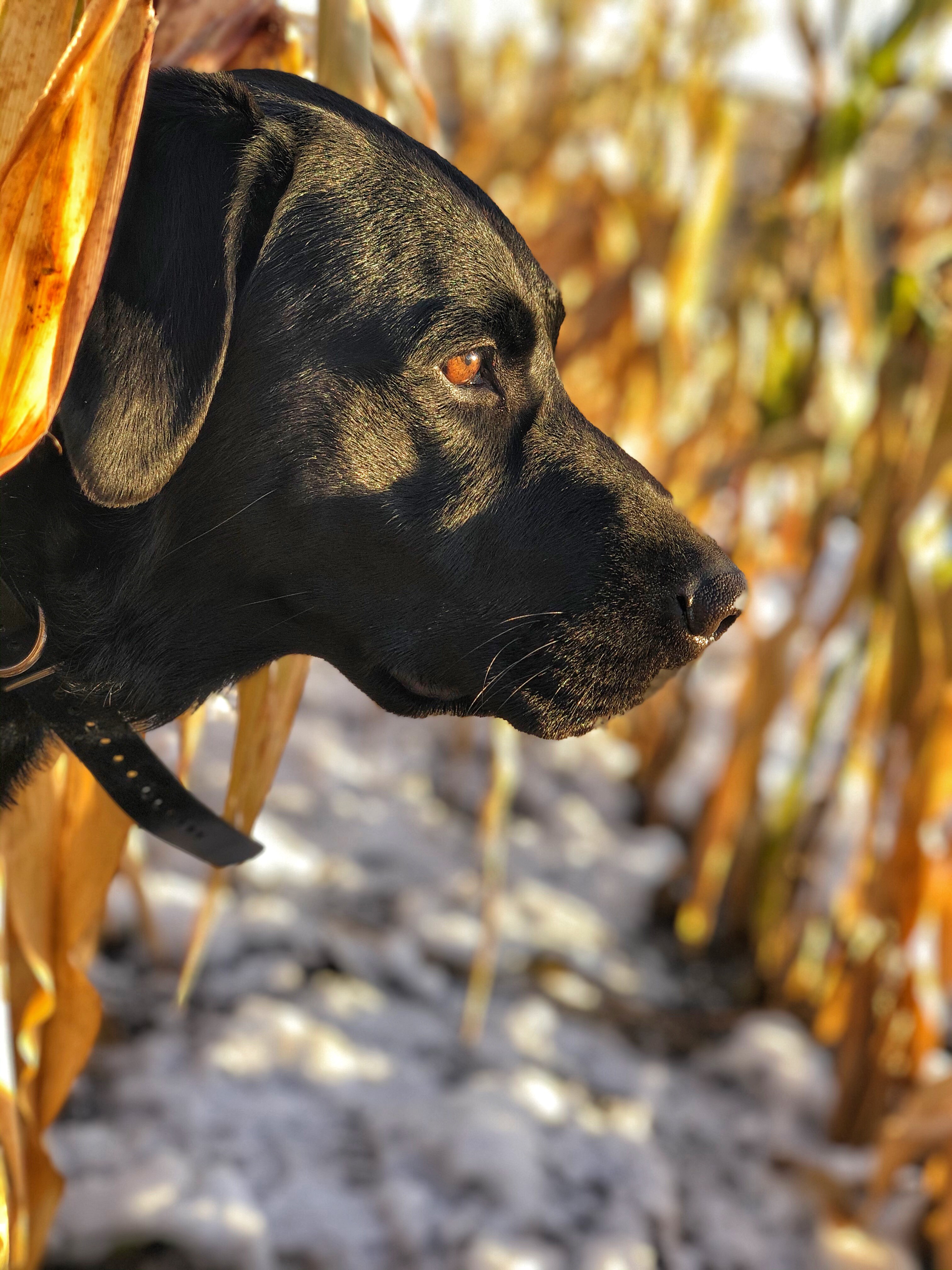 HR Zink Maxus Money Maker | Black Labrador Retriver