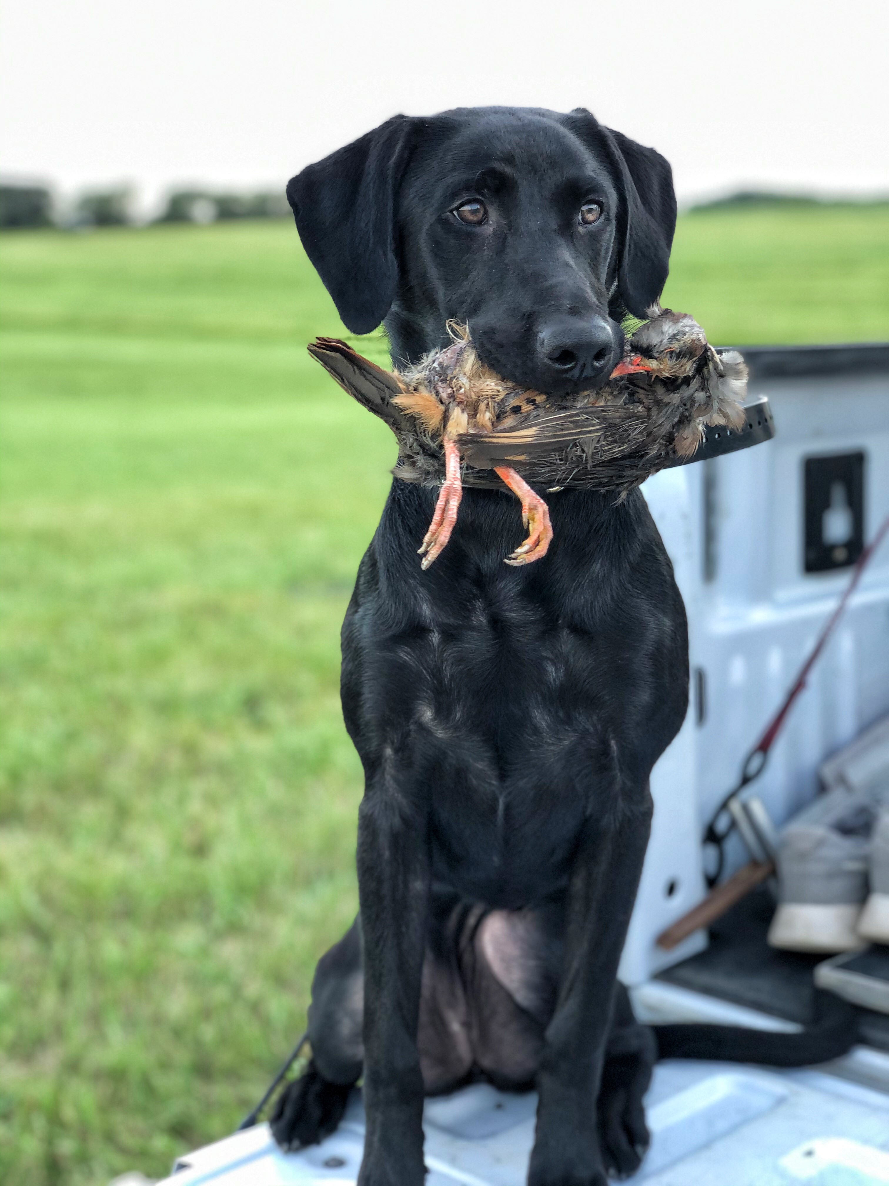 HRCH Sweet Tennessee Licker | Black Labrador Retriver