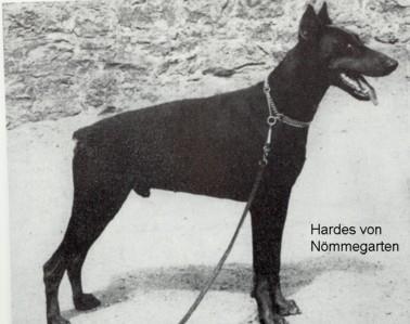 Hardes v. Nömmegarten | Brown Doberman Pinscher