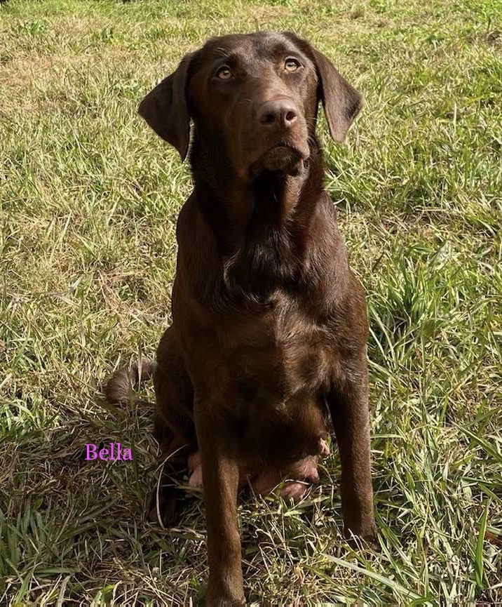 Pearl River Bella | Chocolate Labrador Retriver