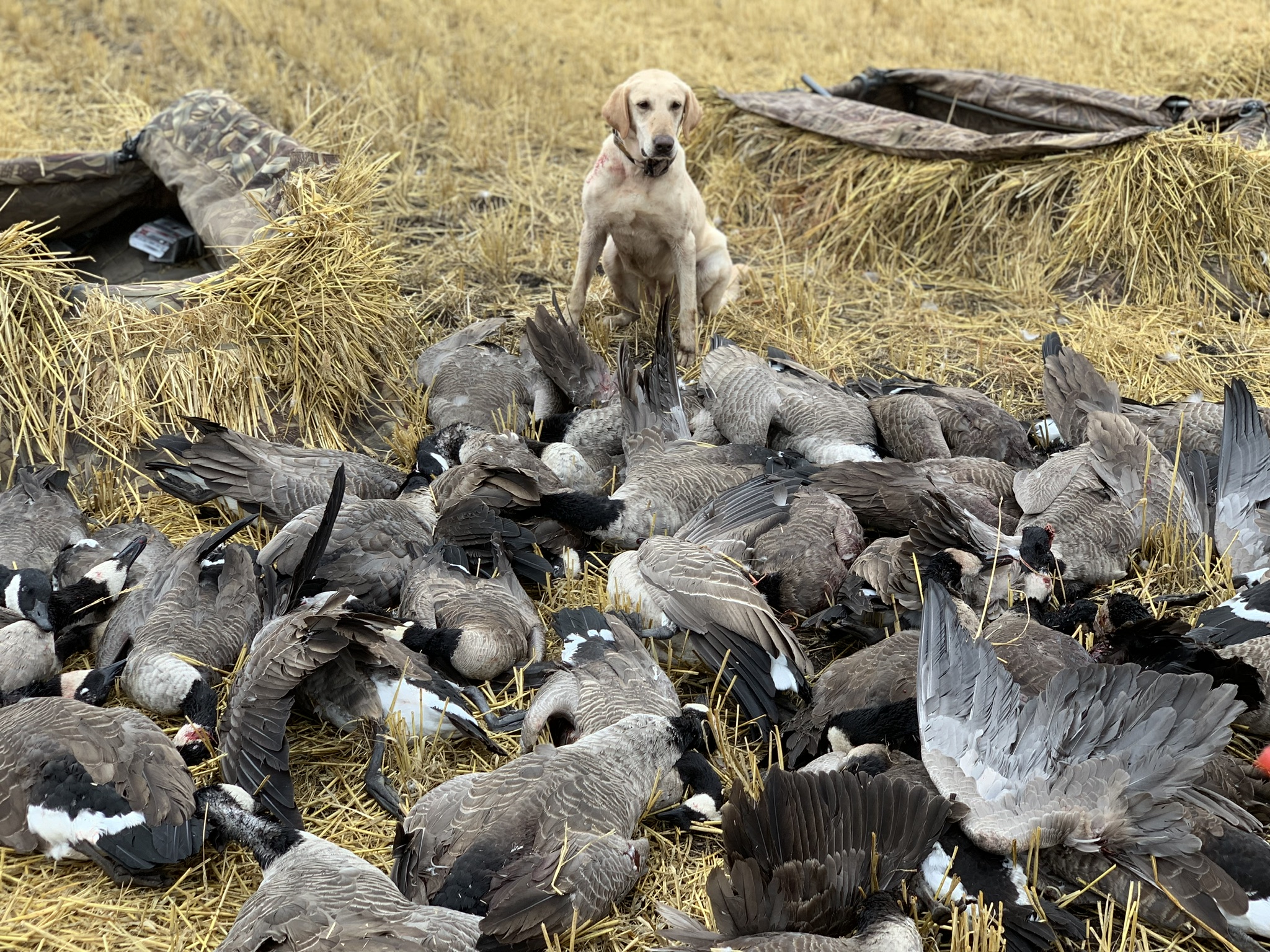 Graybar’s Blackwater Belle SH | Yellow Labrador Retriver