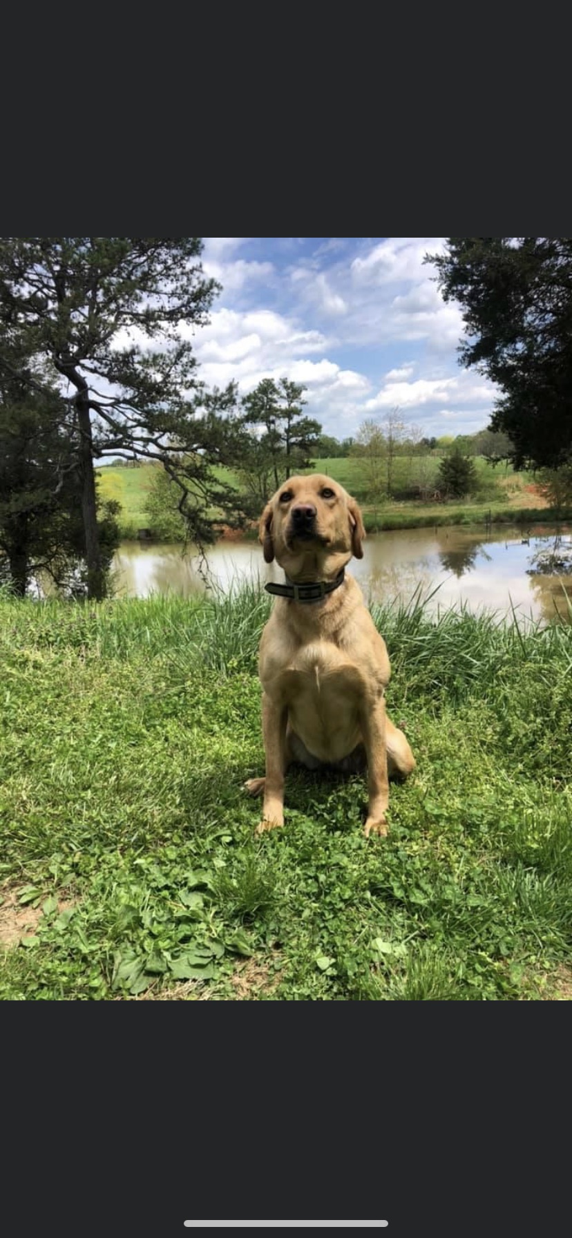 HRCH Bristol Wainright | Yellow Labrador Retriver