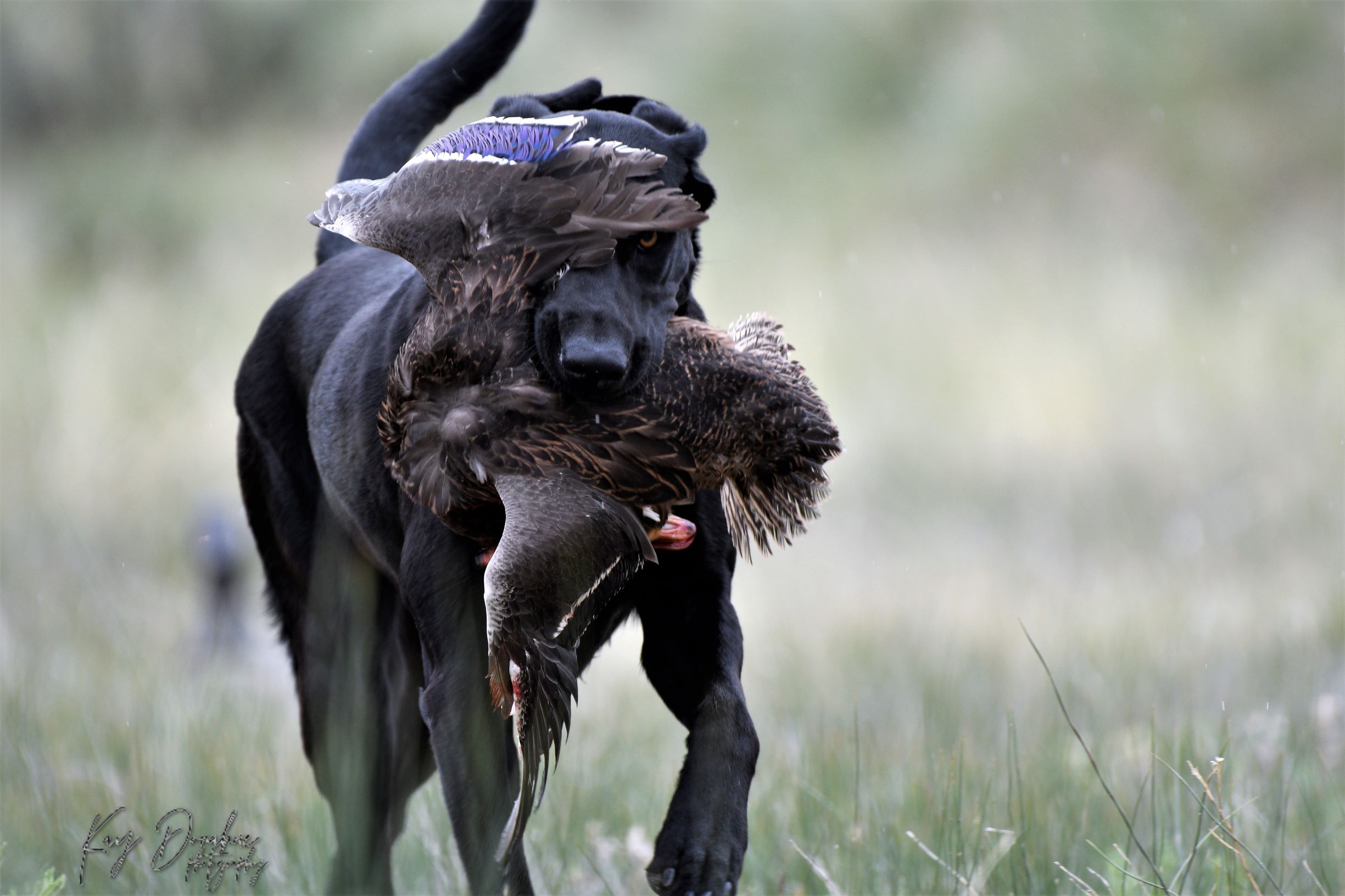 HR KC's Bella The Ball JH | Black Labrador Retriver