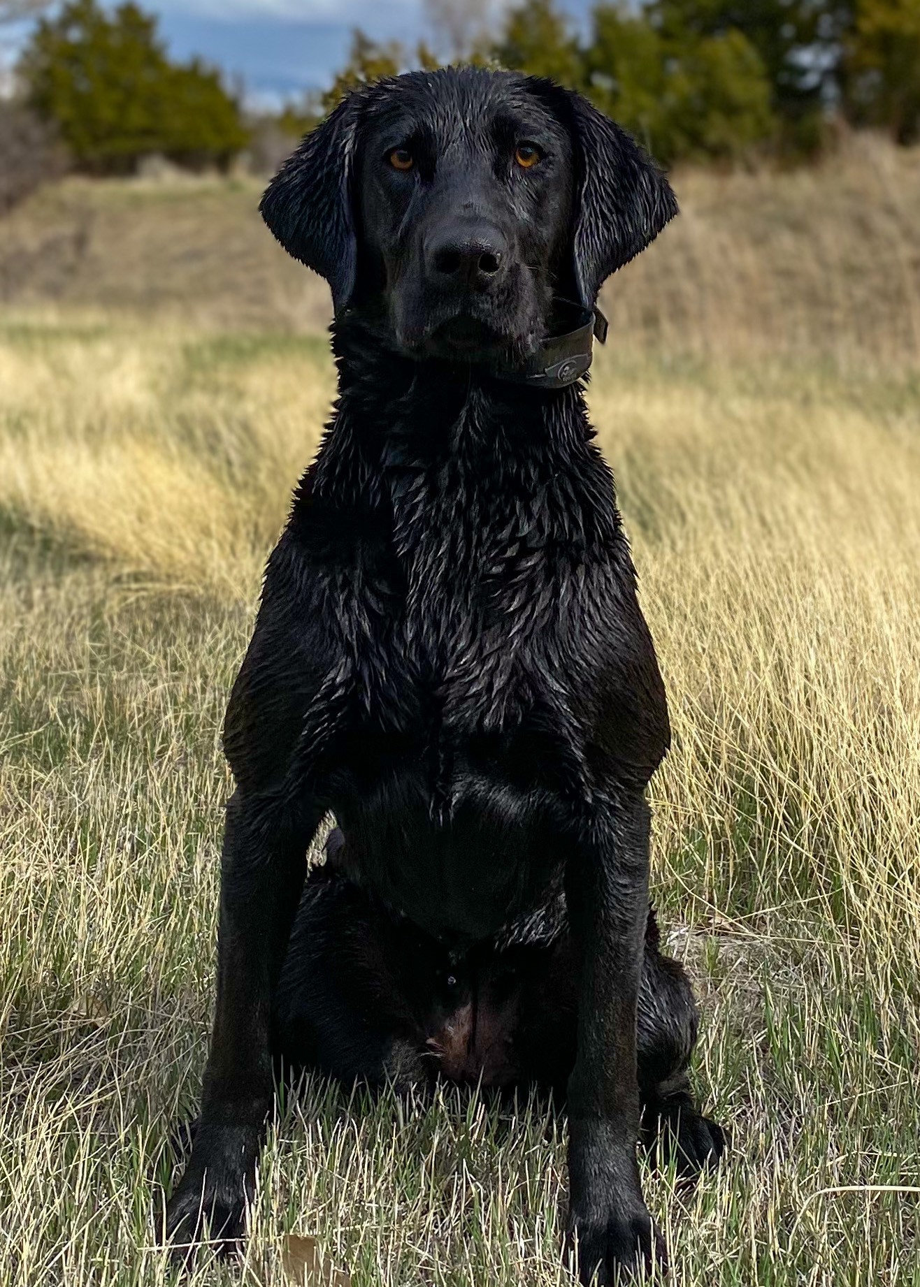 HR KC's Bella The Ball JH | Black Labrador Retriver