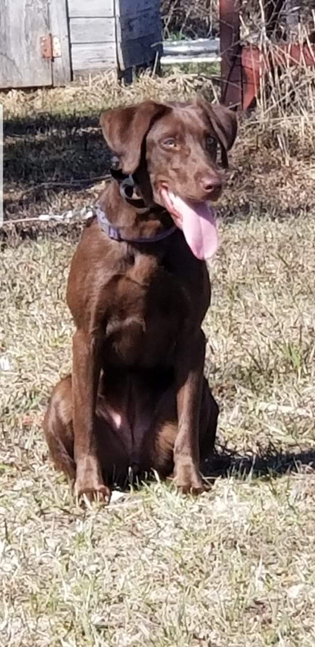 SHR JSL Brisa Lou | Chocolate Labrador Retriver