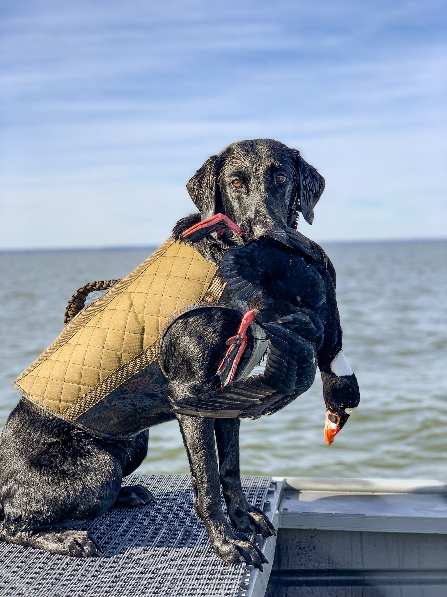 HR Goose Creeks Fire On The Mountain SH | Black Labrador Retriver