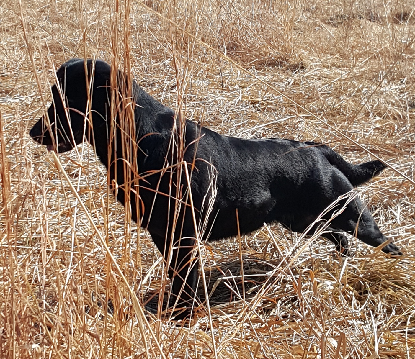 4XGMPR Lanoue's Diggin Them Ruffled Feathers SH | Black Labrador Retriver